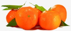 橙孤立水果厂性质关闭美丽夏季宏食品花园吃健康新鲜受素材