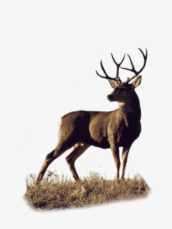 鹿h动物格式图透明图素材