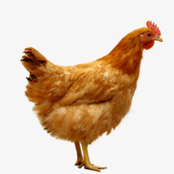 发2只大老母鸡现杀2年农家散养土鸡肉新鲜整只黄油山素材