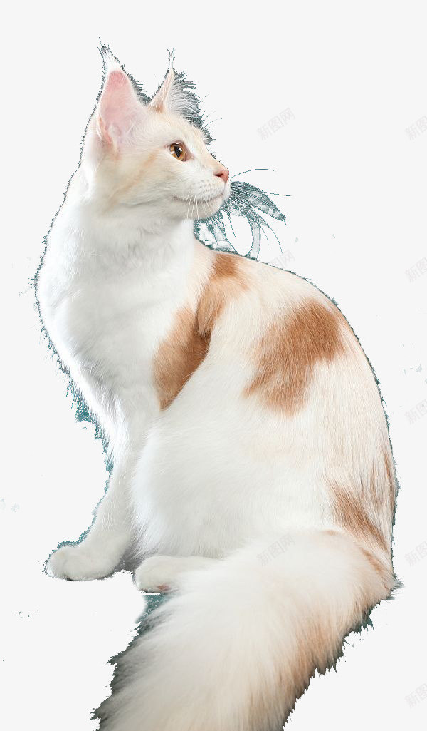 猫动物格式图透明图png免抠素材_新图网 https://ixintu.com 动物 格式 透明图