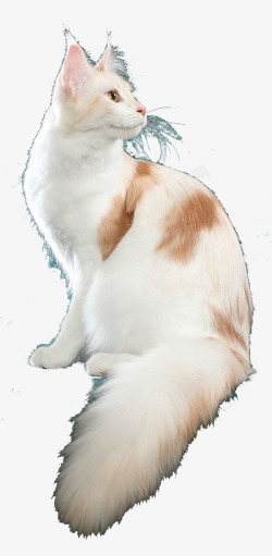 猫动物格式图透明图素材