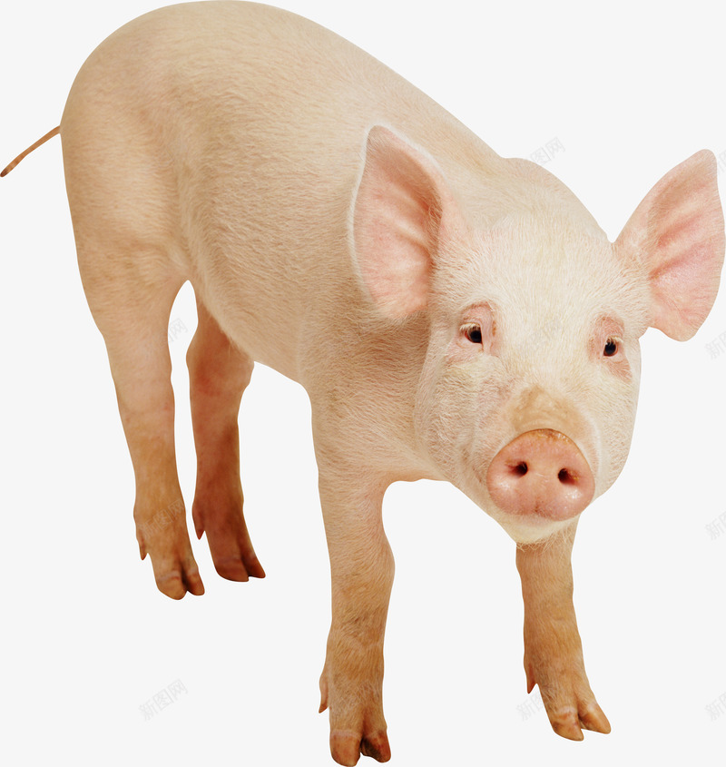 猪图片动物png免抠素材_新图网 https://ixintu.com 图片 动物