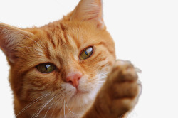 弗利Pixabay上的免费图片猫孤立弗利纳呈现宠物动物高清图片