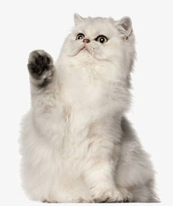 猫装饰生活素材