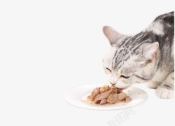 猫吃罐头宠物素材