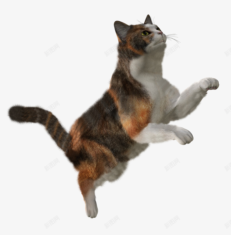 猫图像免费下载图片小猫猫png免抠素材_新图网 https://ixintu.com 图像 免费下载 图片 小猫