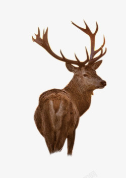 鹿动物格式图透明图素材