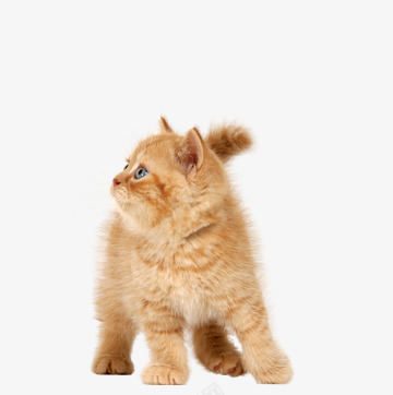 猫图像免费下载图片小猫猫png免抠素材_新图网 https://ixintu.com 图像 免费下载 图片 小猫