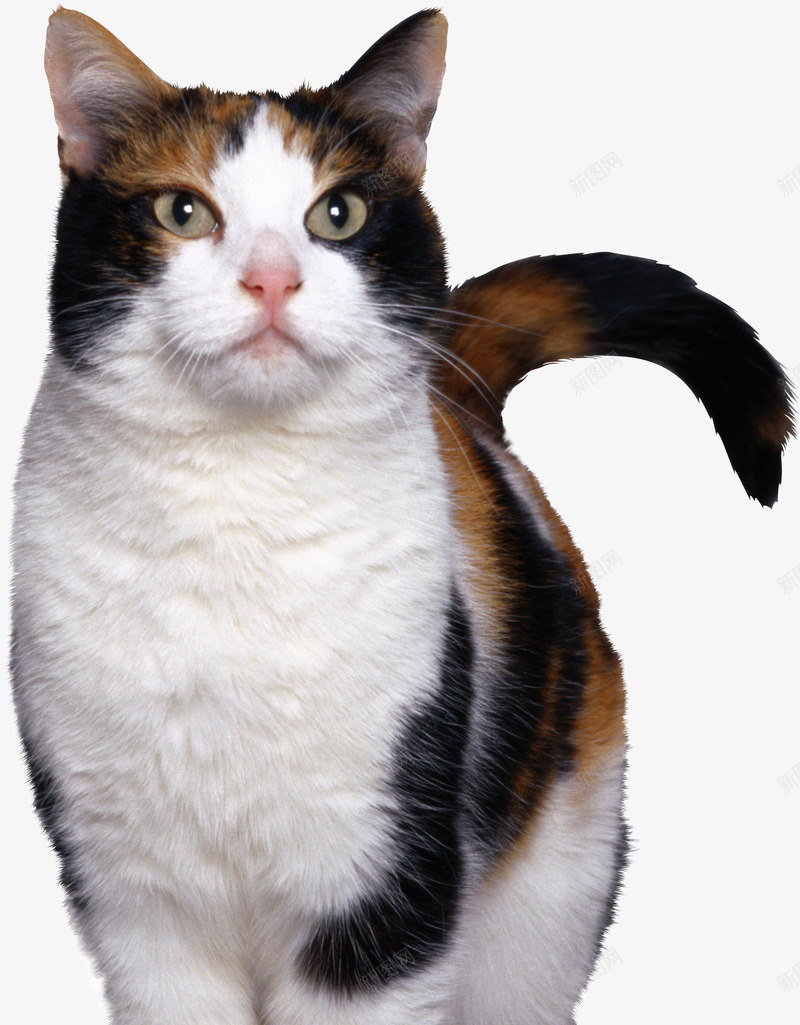 猫图像免费下载图片小猫系列动物宠物系列动物png免抠素材_新图网 https://ixintu.com 免费下载 动物 图像 图片 宠物 小猫 系列