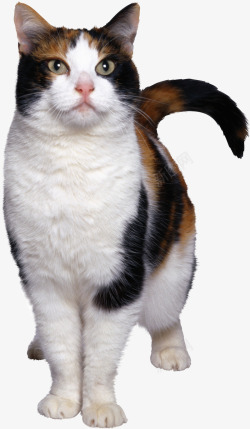 猫图像免费下载图片小猫系列动物宠物系列动物素材