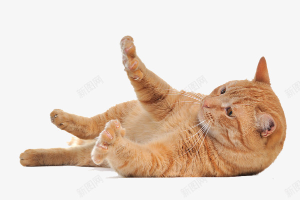 猫图像免费下载图片小猫系列动物宠物系列动物png免抠素材_新图网 https://ixintu.com 免费下载 动物 图像 图片 宠物 小猫 系列