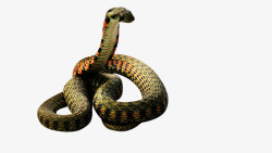 蛇动物格式图透明图素材