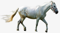 马孤立模具鬃毛数字骑可爱罗斯马头头哺乳动物动物A生素材