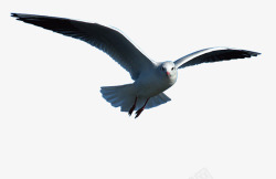 放出海鸥鸟动物自然海鸥海鸟岸放出海边水水电部景观沿海海高清图片