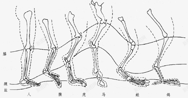 人下肢与动物后肢比较下肢后肢活动部位股膝踝趾动物大png免抠素材_新图网 https://ixintu.com 下肢 动物 后肢 人下 比较 活动 部位 股膝 踝趾