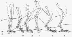 人下肢与动物后肢比较下肢后肢活动部位股膝踝趾动物大素材