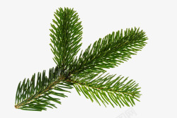 科诺德曼绿色孤立圣诞德卡装饰圣诞节装饰A植物素材