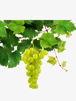 绿梨紫葡萄绿葡萄酒水果灬小狮子灬果蔬苹果水果透明梨葡萄高清图片