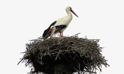 孤立白鹳巢鸟自然野生动物动物鸟嘴天空动物群黑羽毛野素材