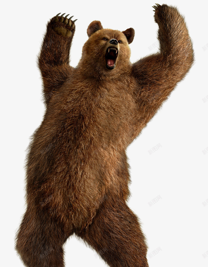 棕色贪婪的熊动物png免抠素材_新图网 https://ixintu.com 棕色 贪婪 熊动物 动物