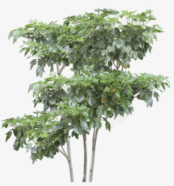 天狼收藏景观树02天狼指尖缘平面图素材