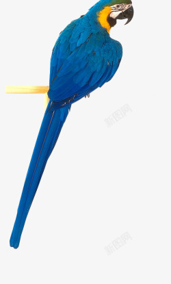蓝鹦鹉蓝鹦鹉免费下载鸟高清图片