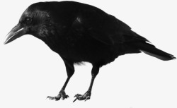 黑乌鸦鸟素材