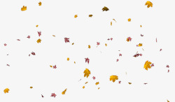 秋天秋季秋风落叶枫叶红叶素材