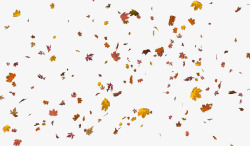秋季枫林秋天秋季秋风落叶枫叶红叶高清图片
