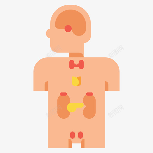内分泌学解剖学13扁平svg_新图网 https://ixintu.com 内分泌 解剖学 扁平