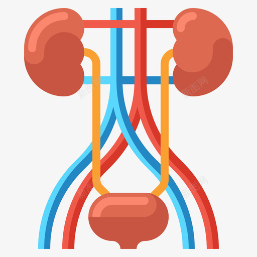 尿道解剖学13扁平svg_新图网 https://ixintu.com 尿道 解剖学 扁平