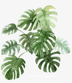 美工云室内绿色植物涂设计素材