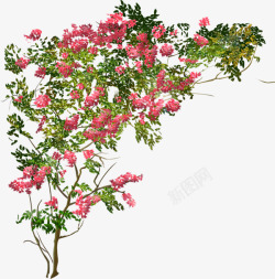 杜鹃花边框手绘九重葛水彩花卉红色花枝高清图片