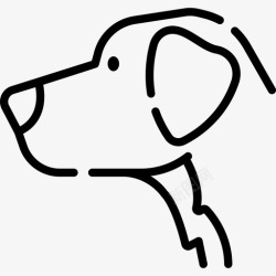 14种金毛猎犬犬种14直系高清图片