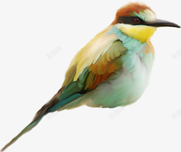 透明鸟类图85动物png免抠素材_新图网 https://ixintu.com 透明 鸟类 动物