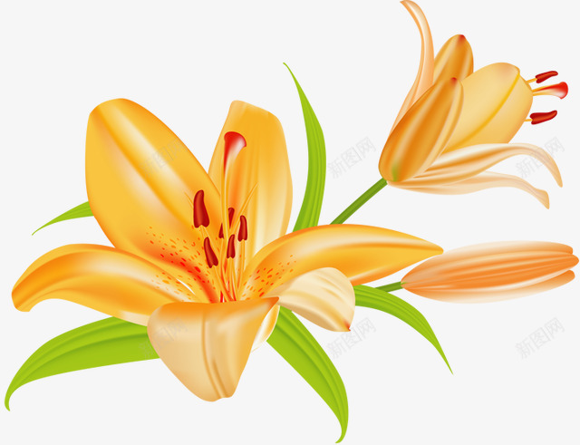 lilium105640491手绘卡通鲜花植物类Tpng免抠素材_新图网 https://ixintu.com lilium105640491 手绘 卡通 鲜花 植物类