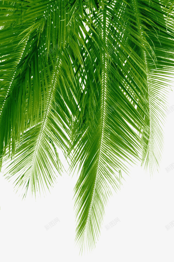 的植物绿叶椰子树树叶橡胶树海边沙滩植物树png免抠素材_新图网 https://ixintu.com 树叶 植物 椰子树 橡胶树 沙滩 海边 绿叶