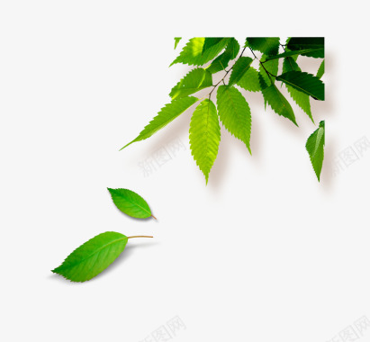 树透明抠图免扣绿色植物叶子草画板精图标