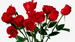大马士革玫瑰花植物动物花卉玫瑰花朵花束捧花一朵高清图片
