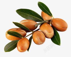 摩洛哥植物摩洛哥阿甘树果实免扣植物静物高清图片