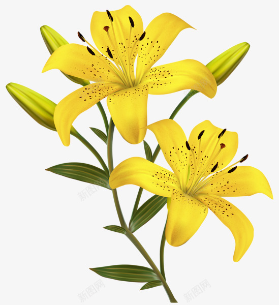 lilium123549600手绘卡通鲜花植物类Tpng免抠素材_新图网 https://ixintu.com lilium123549600 手绘 卡通 鲜花 植物类