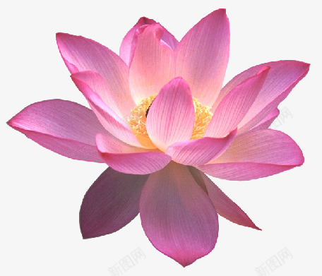 鲜花植物png_新图网 https://ixintu.com 花 植物 花朵