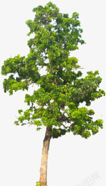 20张免费树Mahogani05L草树植物绿叶树藤图标