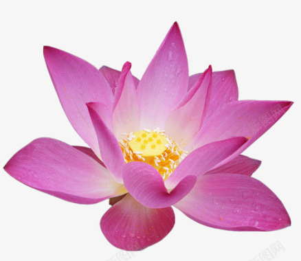 鲜花植物图标