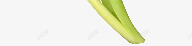鲜花植物png_新图网 https://ixintu.com 花 植物 花朵