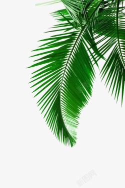 的植物绿叶椰子树树叶橡胶树海边植物树叶叶素材