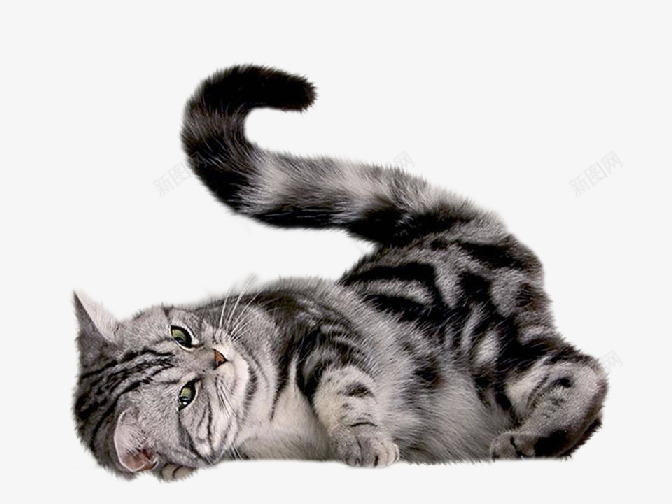 猫图像免费下载小猫猫png免抠素材_新图网 https://ixintu.com 图像 免费下载 小猫