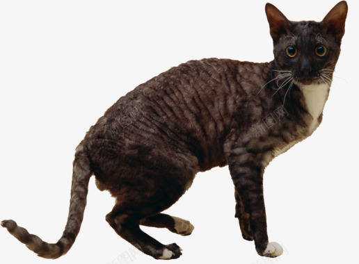 猫宇飞视觉系列动物宠物系列动物宠物不定期更新百位电图标