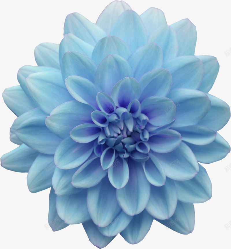蓝色花朵漂浮壁纸漂浮壁纸png免抠素材_新图网 https://ixintu.com 漂浮 壁纸 蓝色 花朵