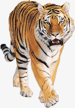老虎免费下载老虎动物素材